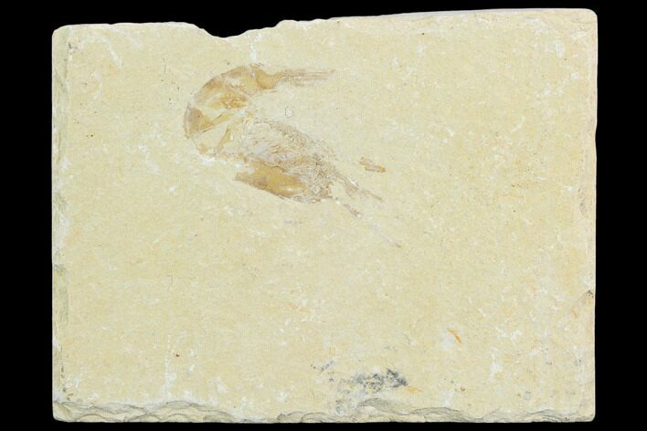 Cretaceous Fossil Shrimp - Lebanon #123884